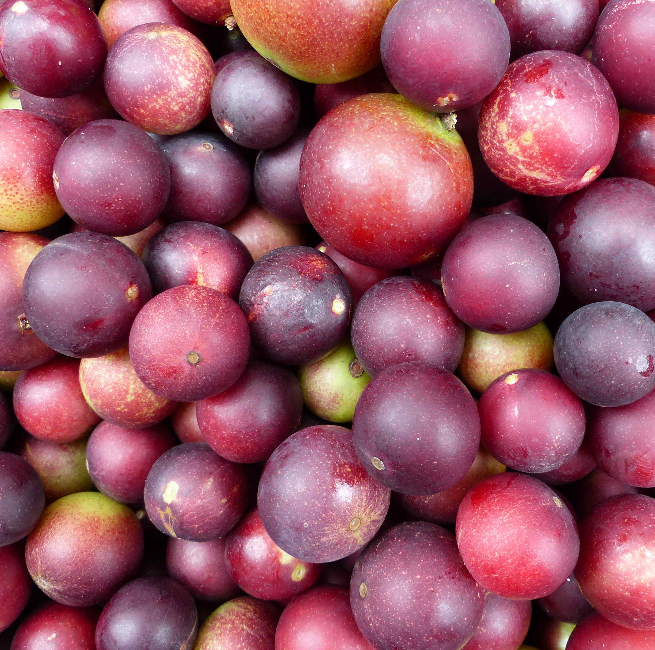 Camu Camu Fruit