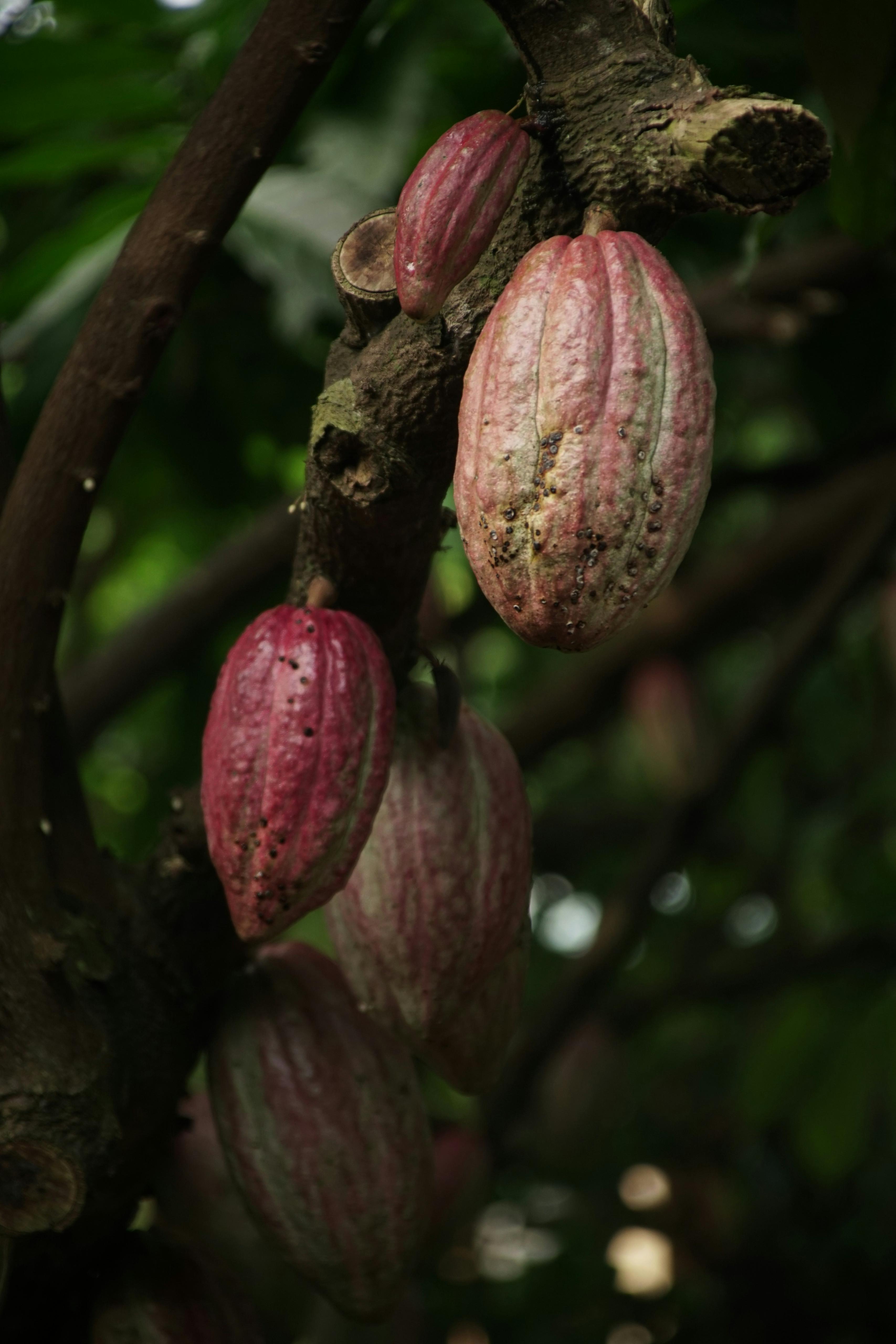 Why Has the Cost of Cacao Increased?